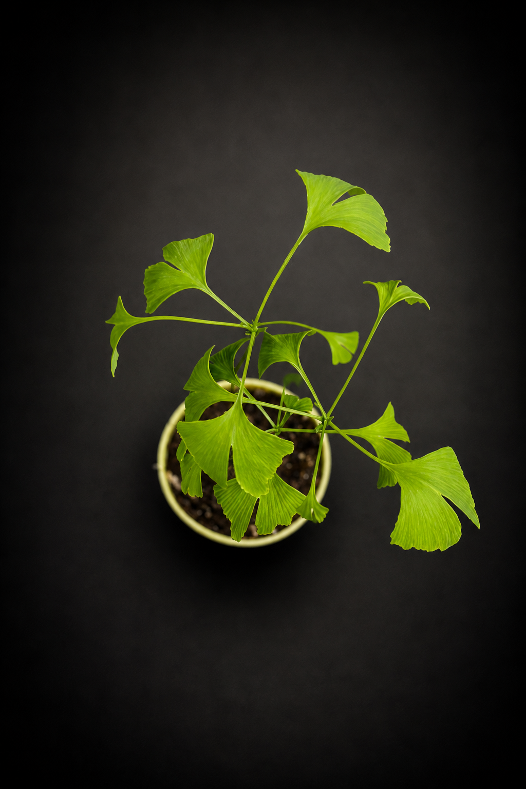 Ginkgo Biloba