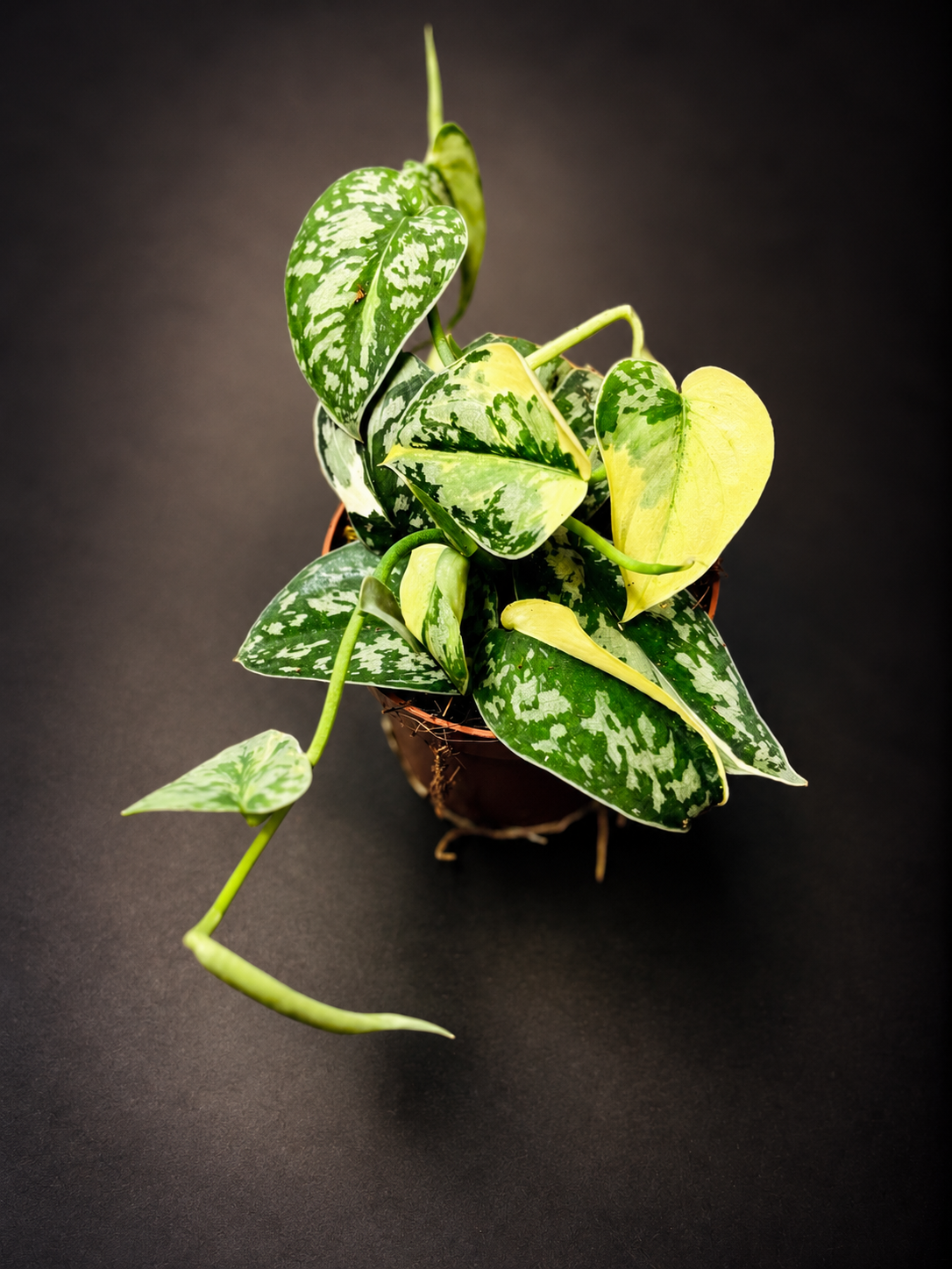 Scindapsus Mayari Variegata - 1