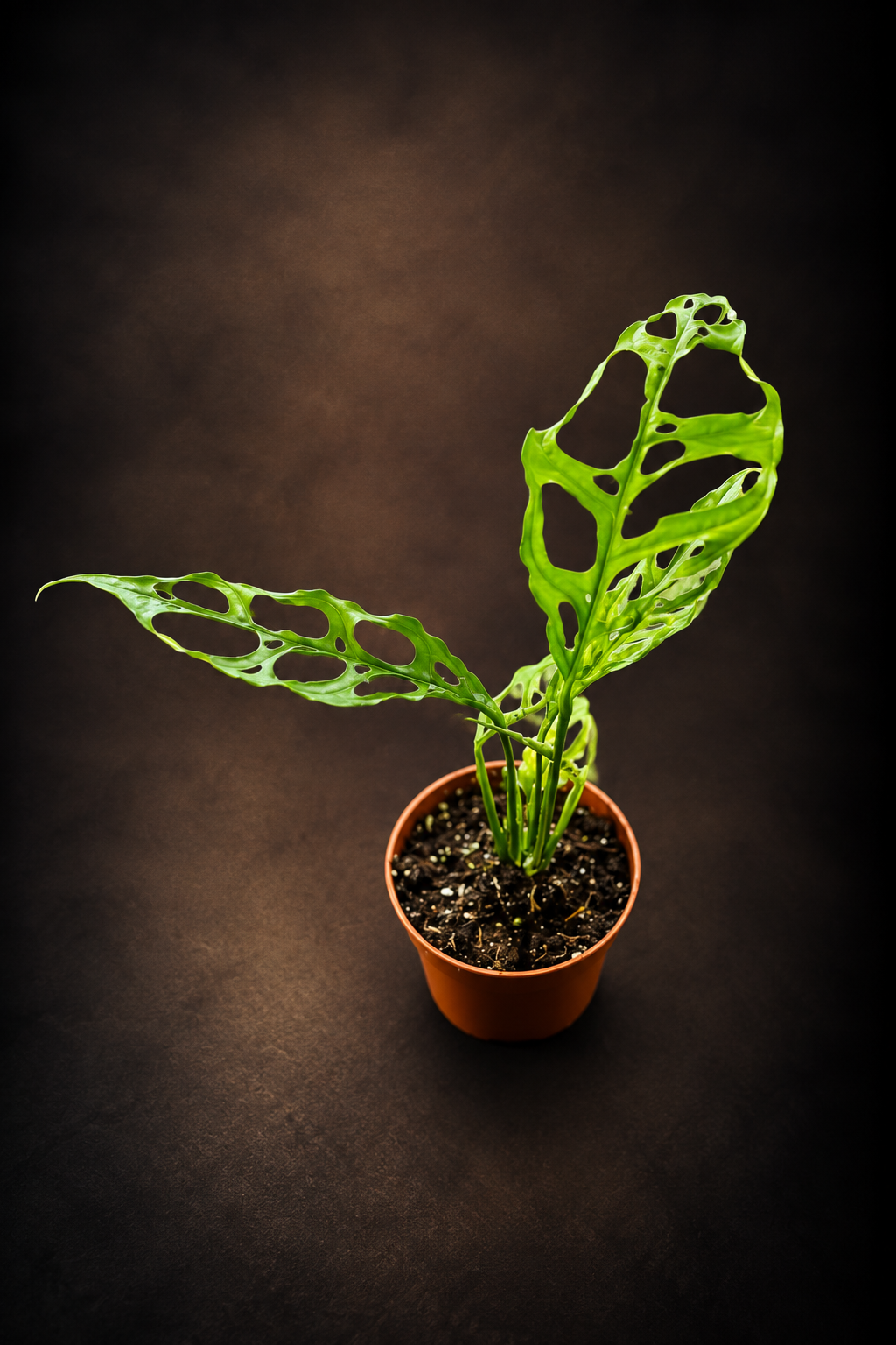 Monstera Obliqua Peru