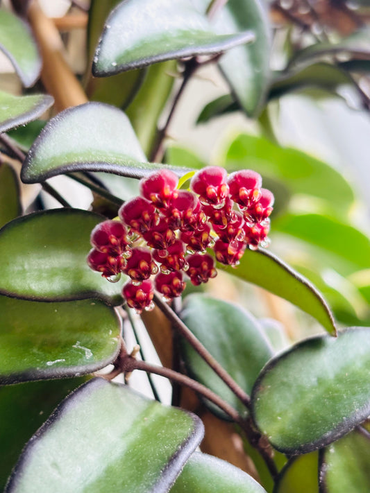 Hoya Rosita