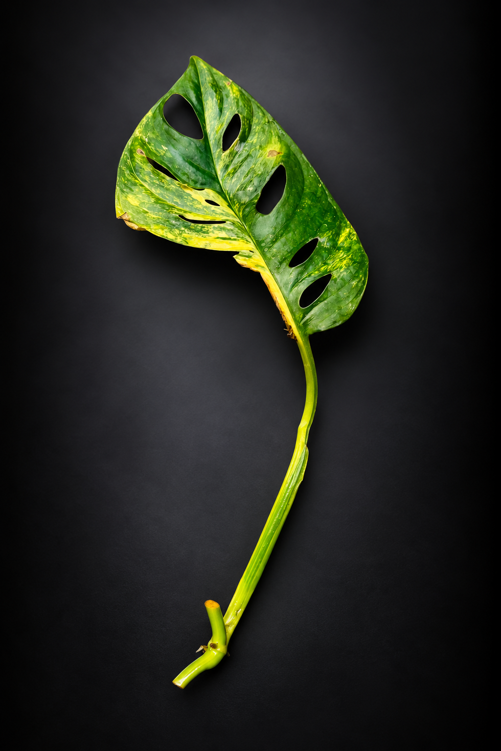 Monstera Adansonii Aurea Variegata - Side stikling