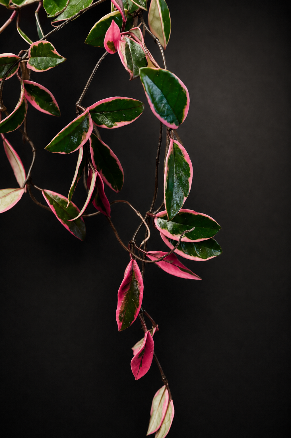 Hoya Carnosa Purple Pride