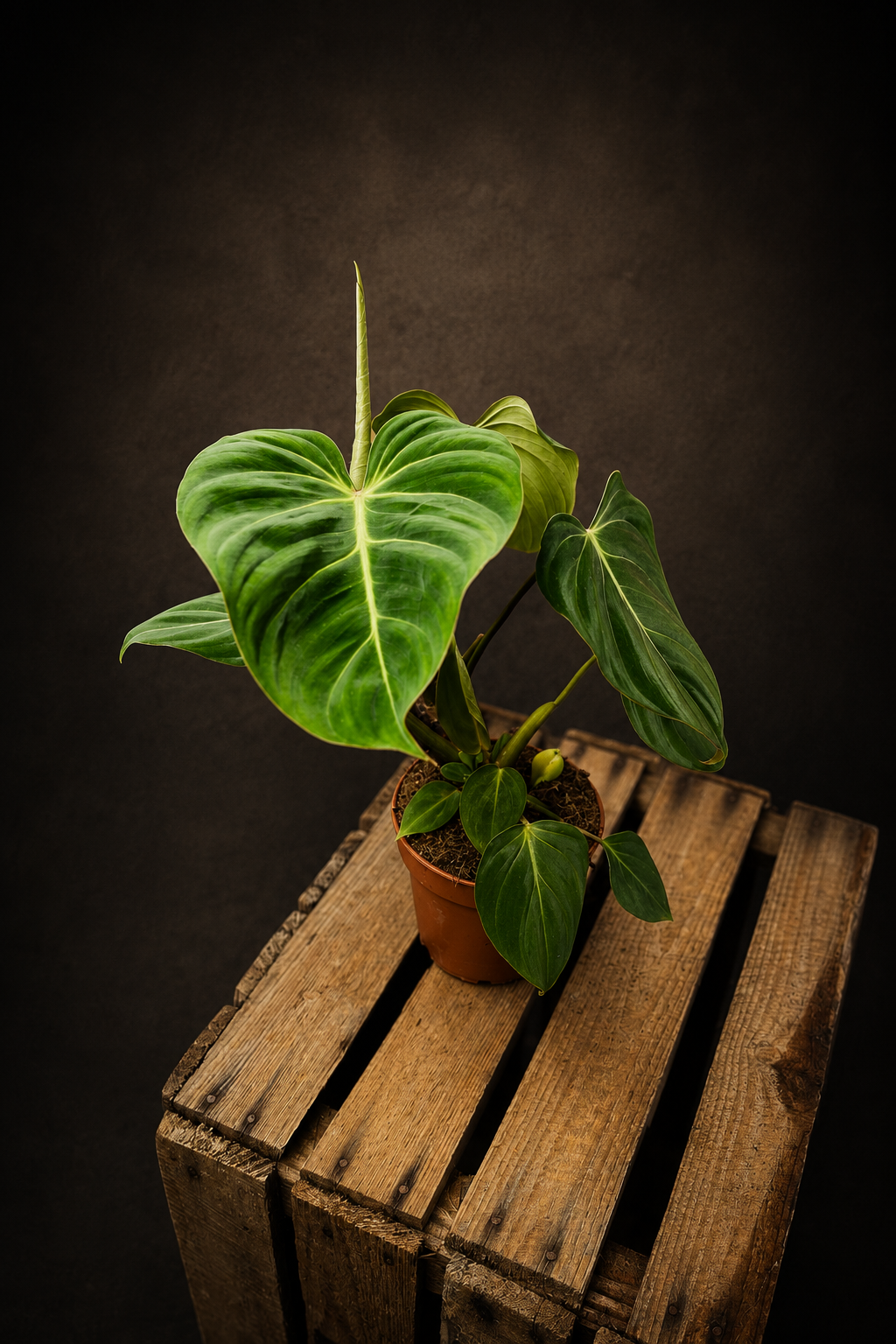 Philodendron Gloriosum