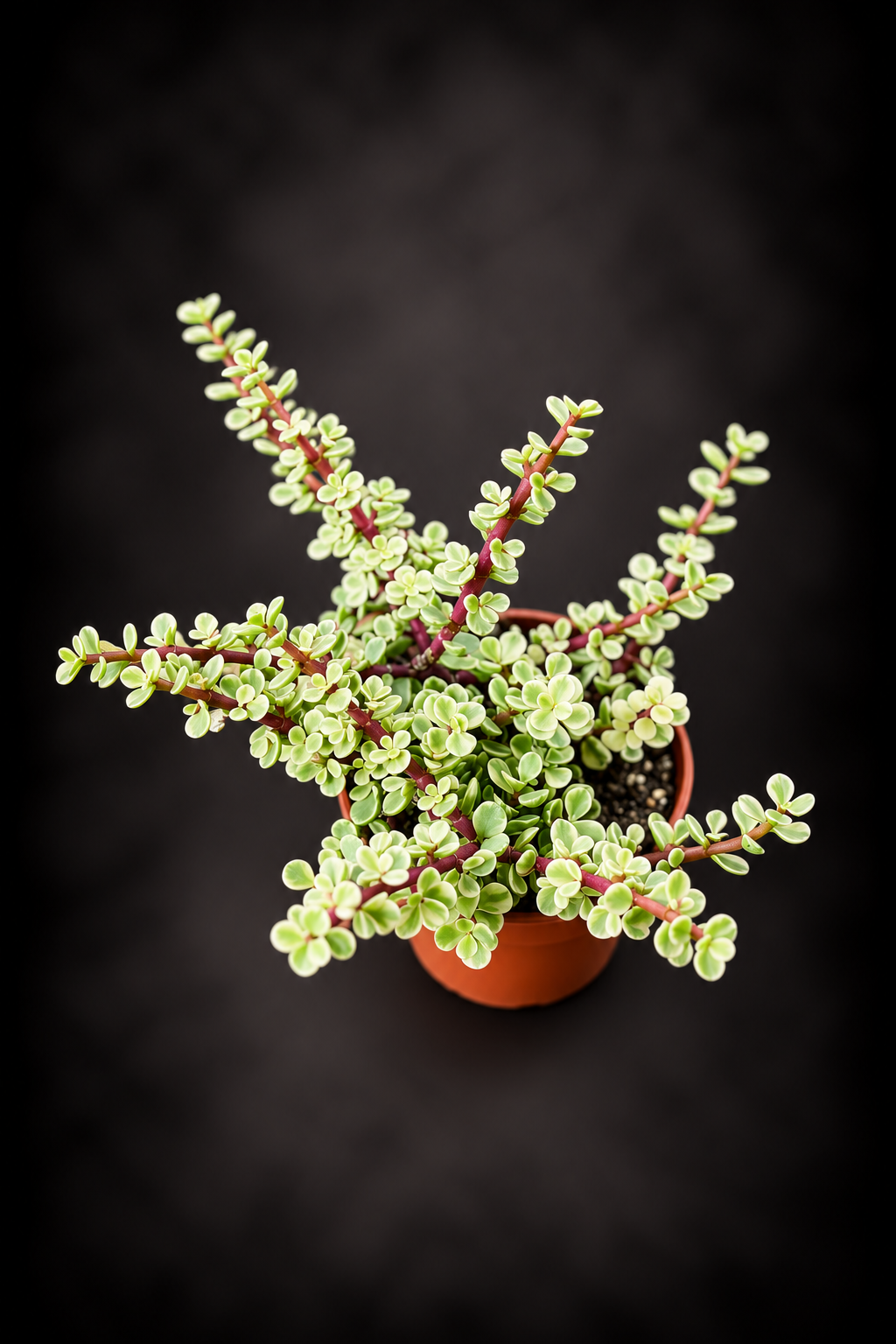 Portulacaria Afra Variegata