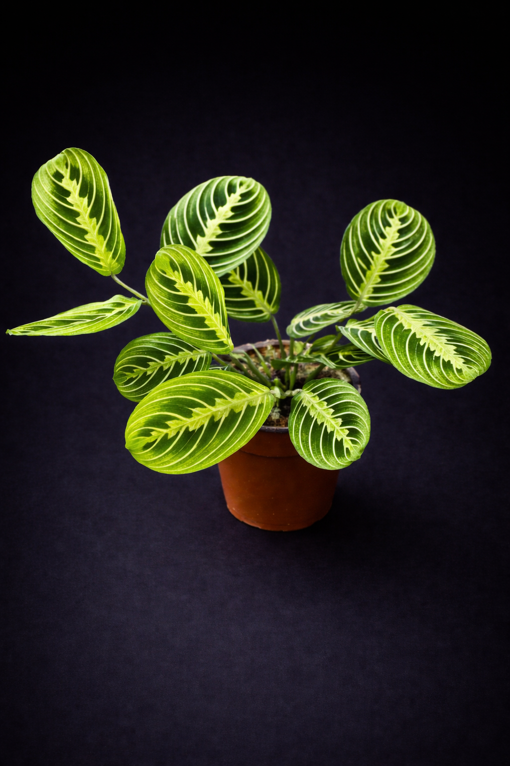 Maranta Lemon Lime