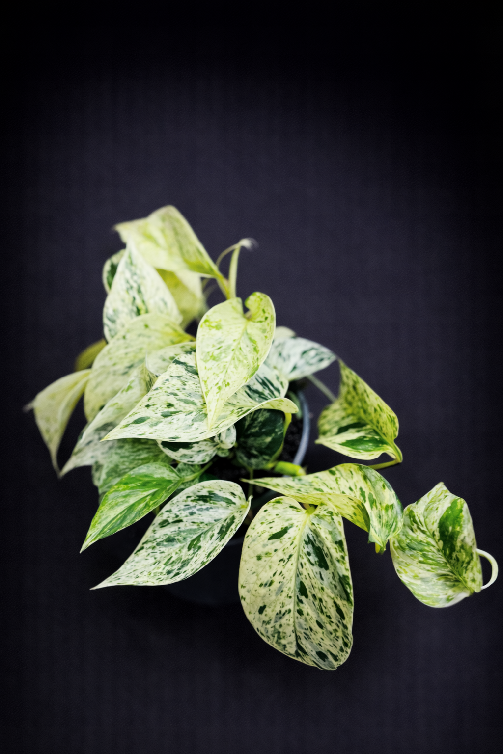 Epipremnum Marble Queen