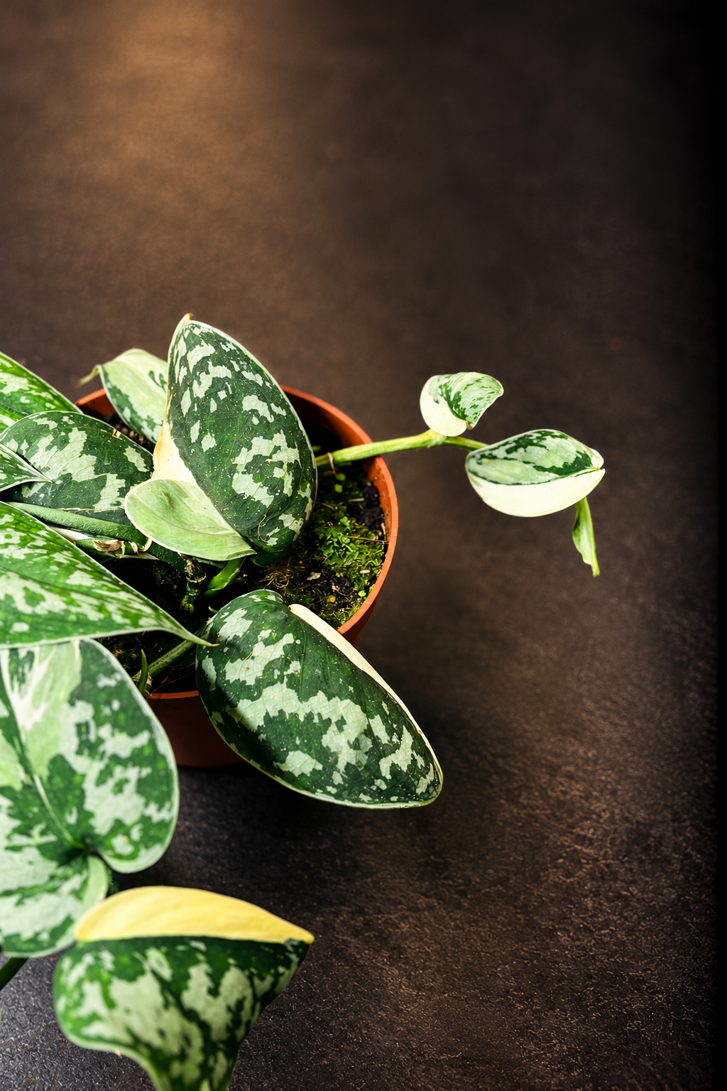 Scindapsus Mayari Variegata - 3