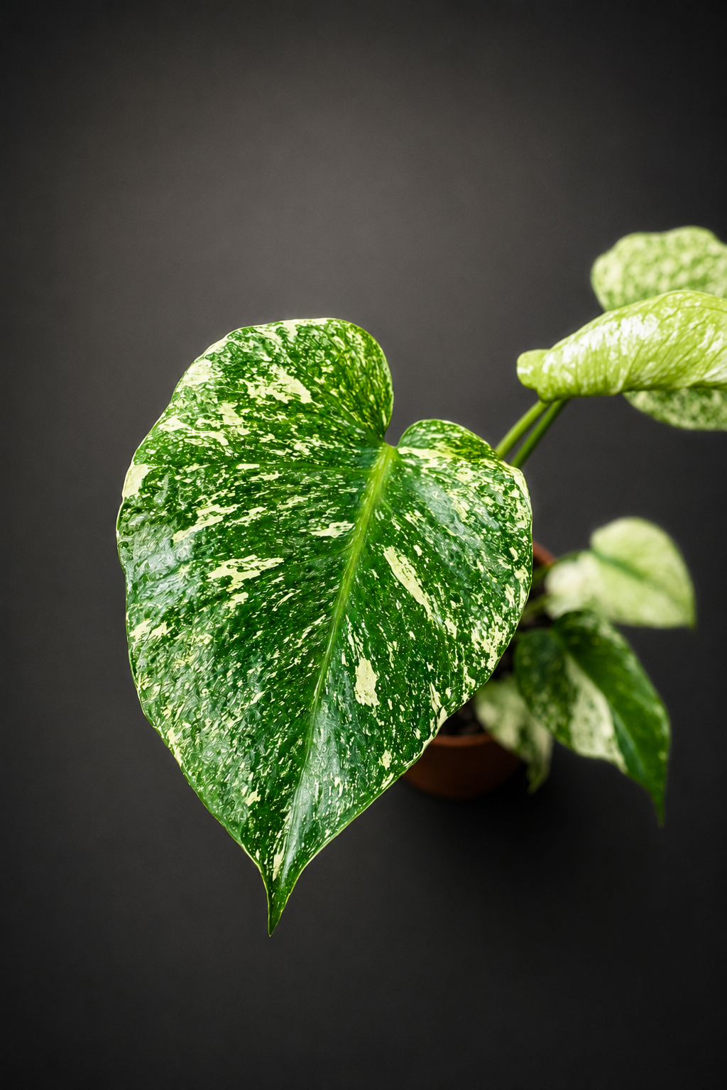 Monstera Mint - 4