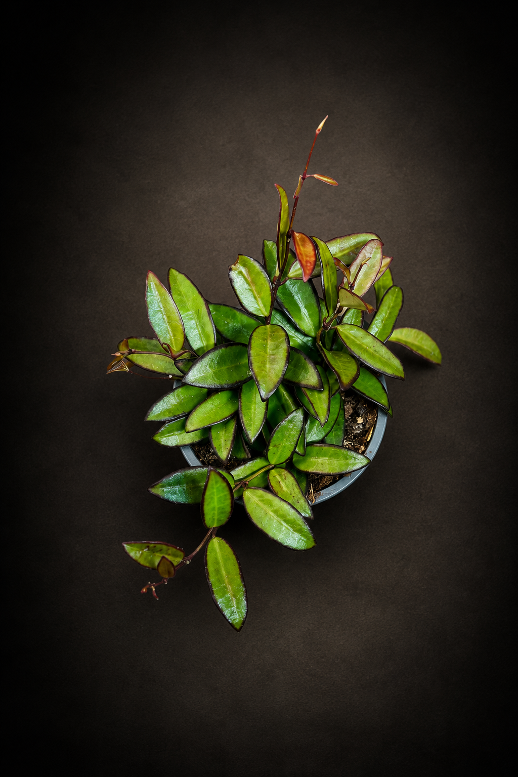 Hoya Rosita