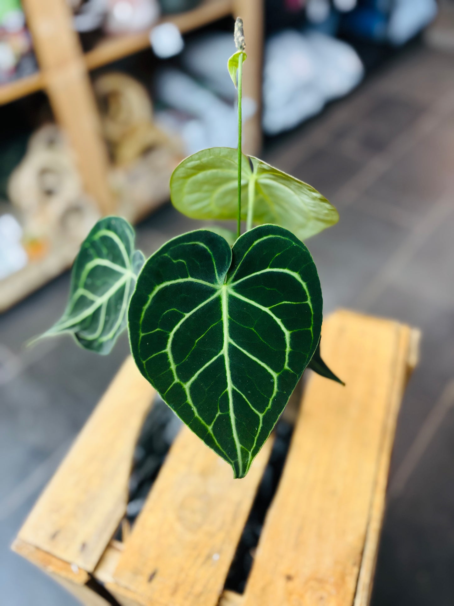 Anthurium Clarinervium