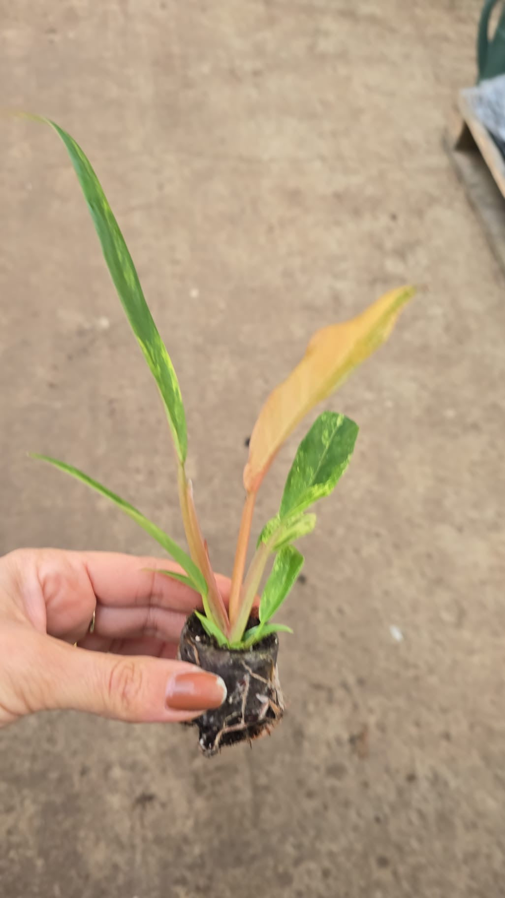 Philodendron Caramel Marble Variegata