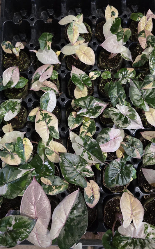 Alocasia Serendipity Variegata