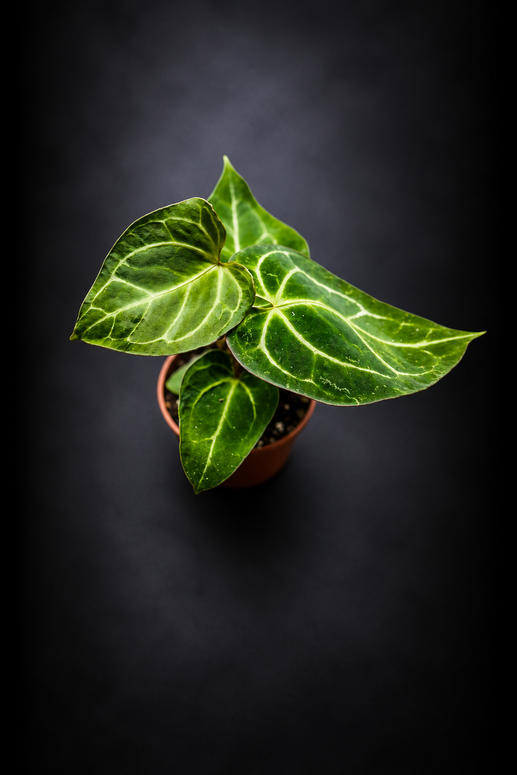Anthurium Crystallinum