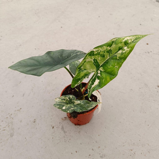 Alocasia Simpo Variegata