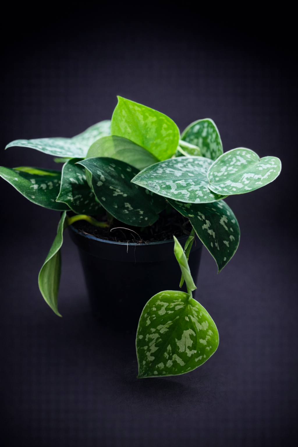 Scindapsus Pictus Argyraeus