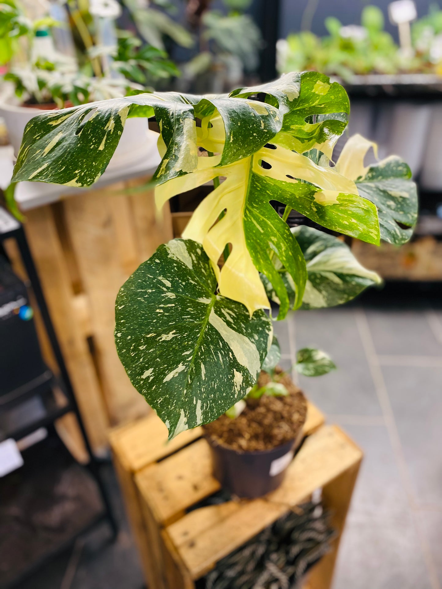 Monstera Thai Constellation - 50 cm høy - 4