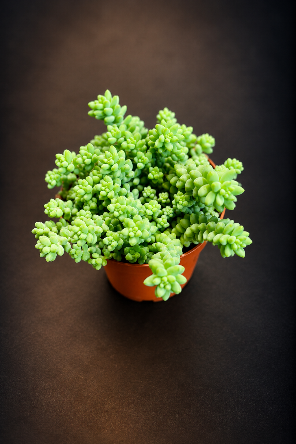 Sedum Burrito