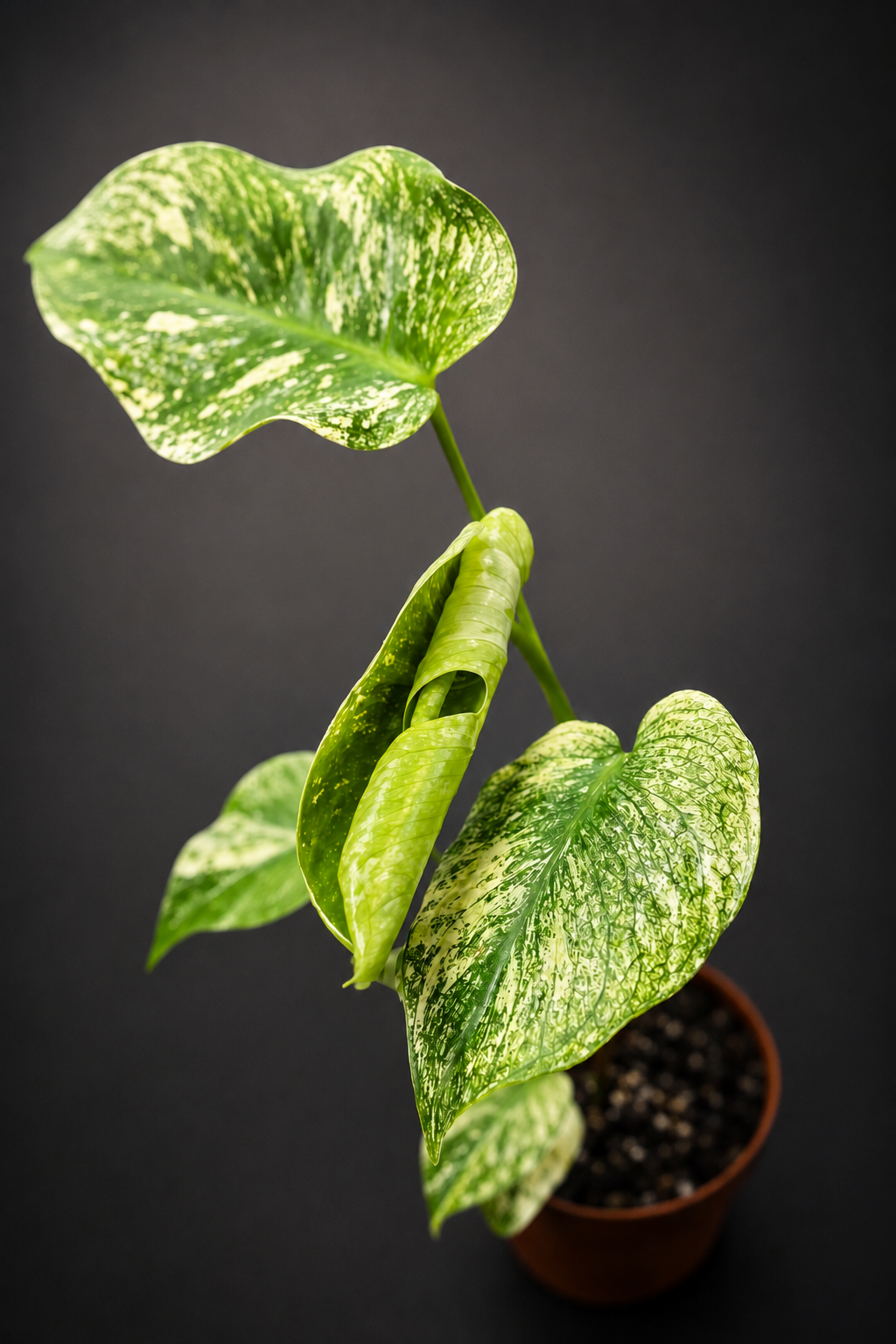 Monstera Mint - 4