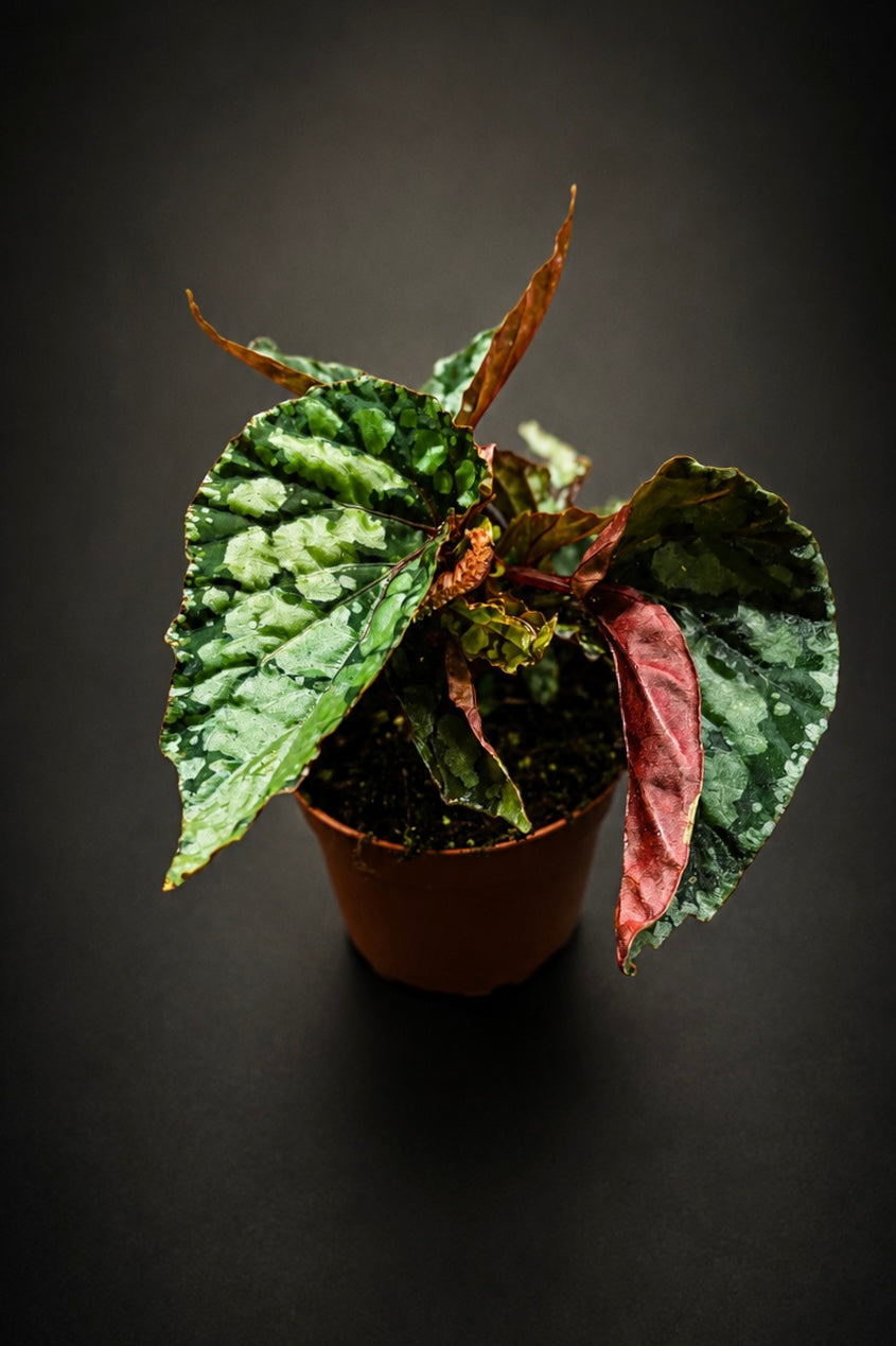 Begonia Lucifer