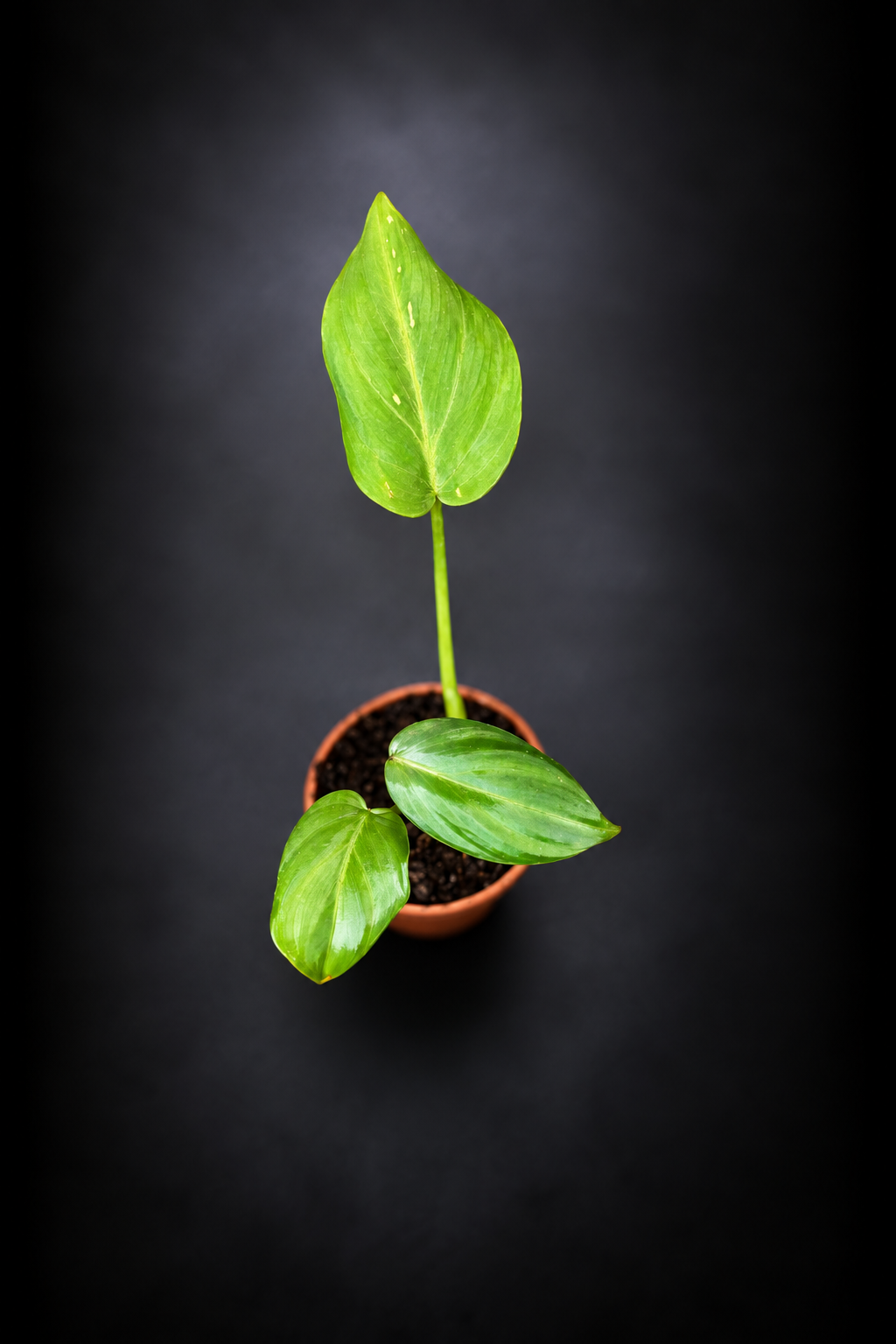 Philodendron Gloriosum