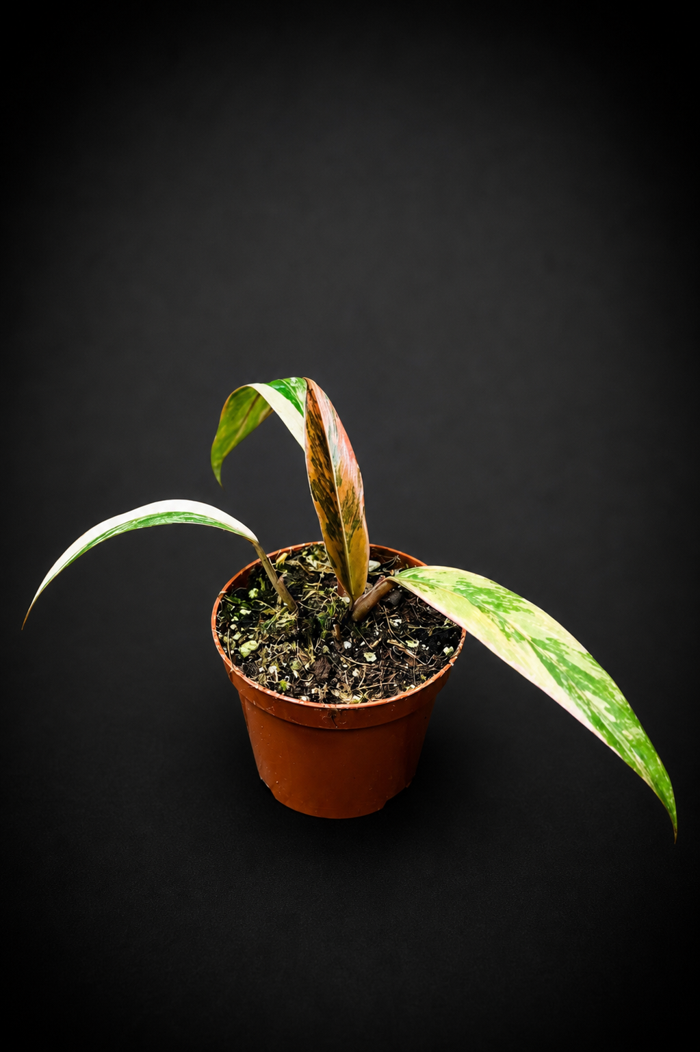 Philodendron Caramel Marble - 2