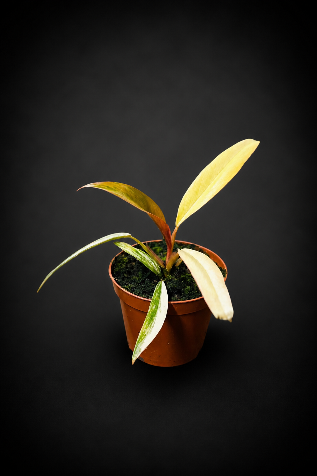 Philodendron Caramel Marble - 3