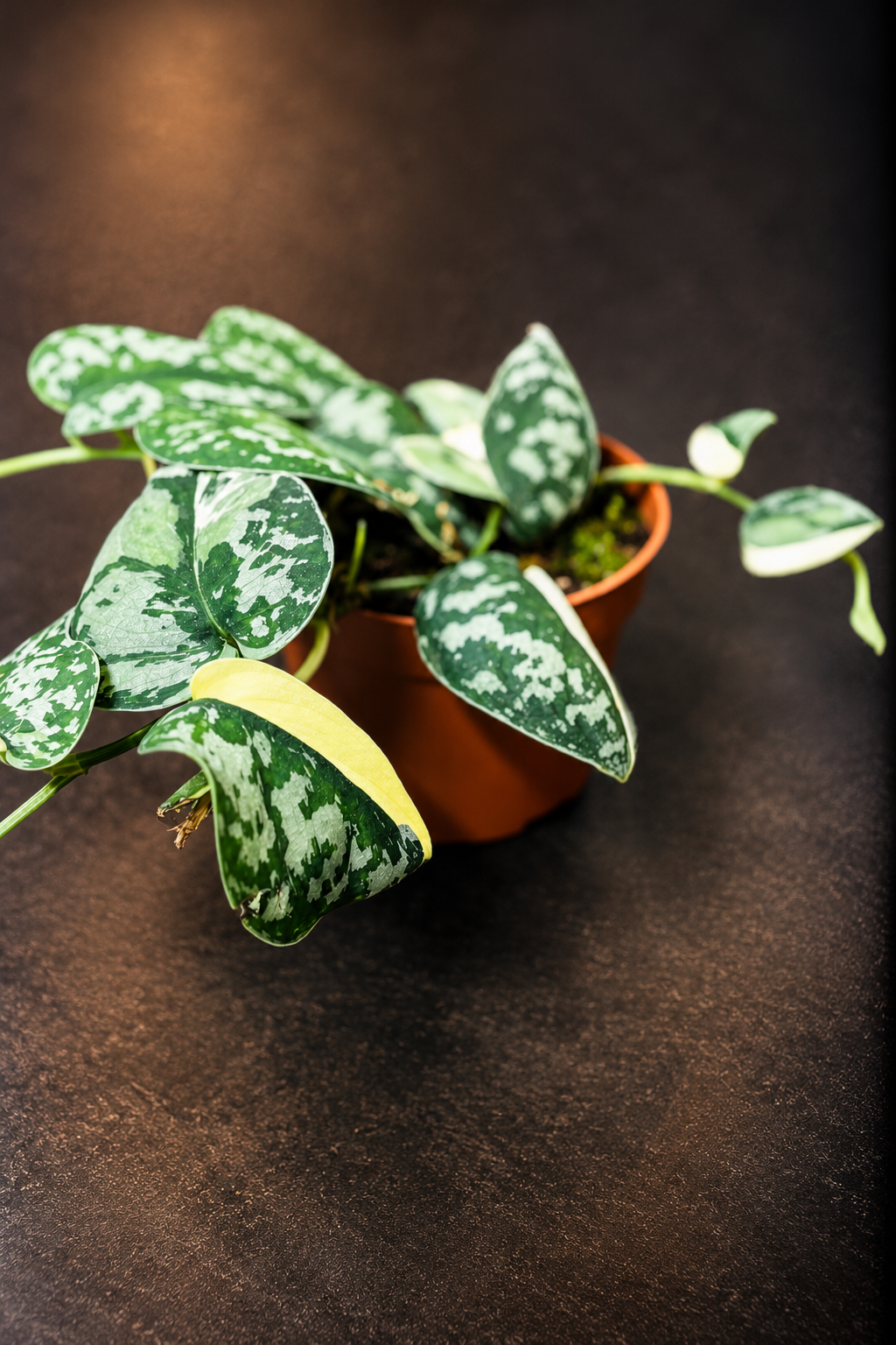 Scindapsus Mayari Variegata - 3