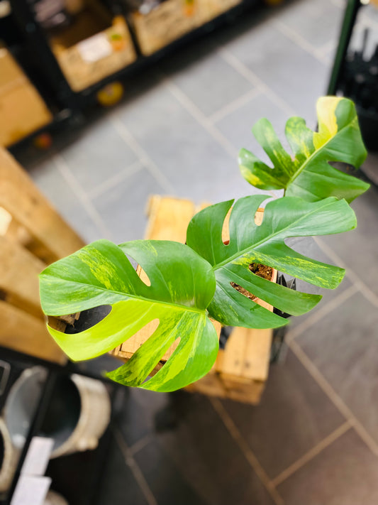 Monstera Aurea Variegata