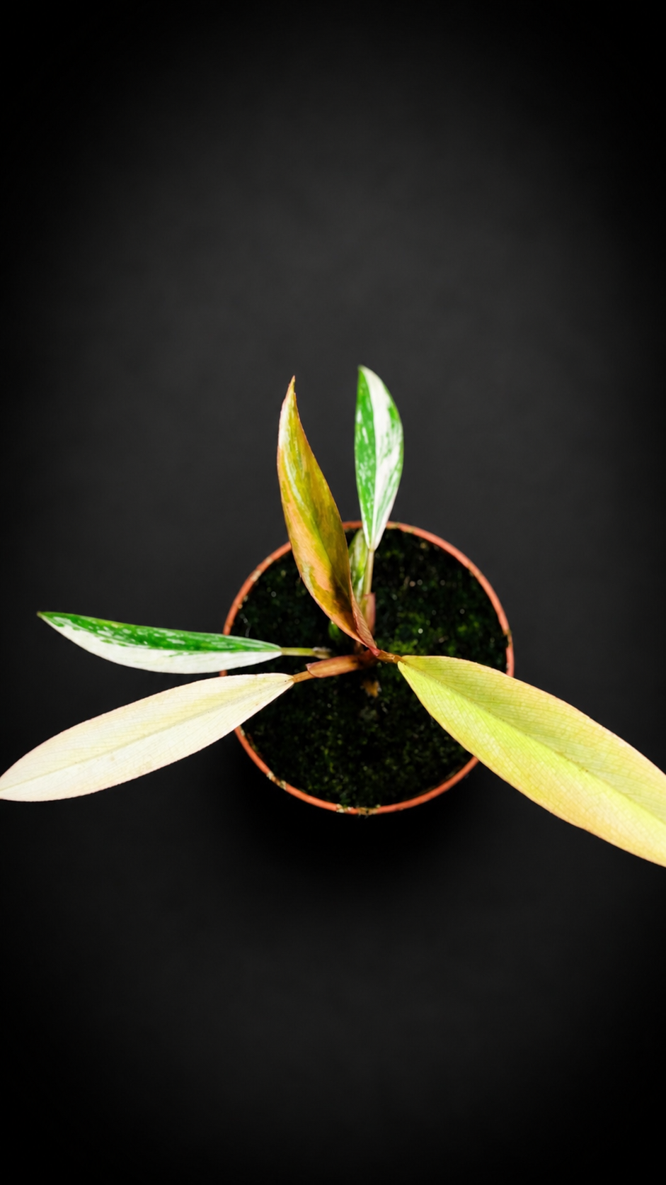 Philodendron Caramel Marble - 3