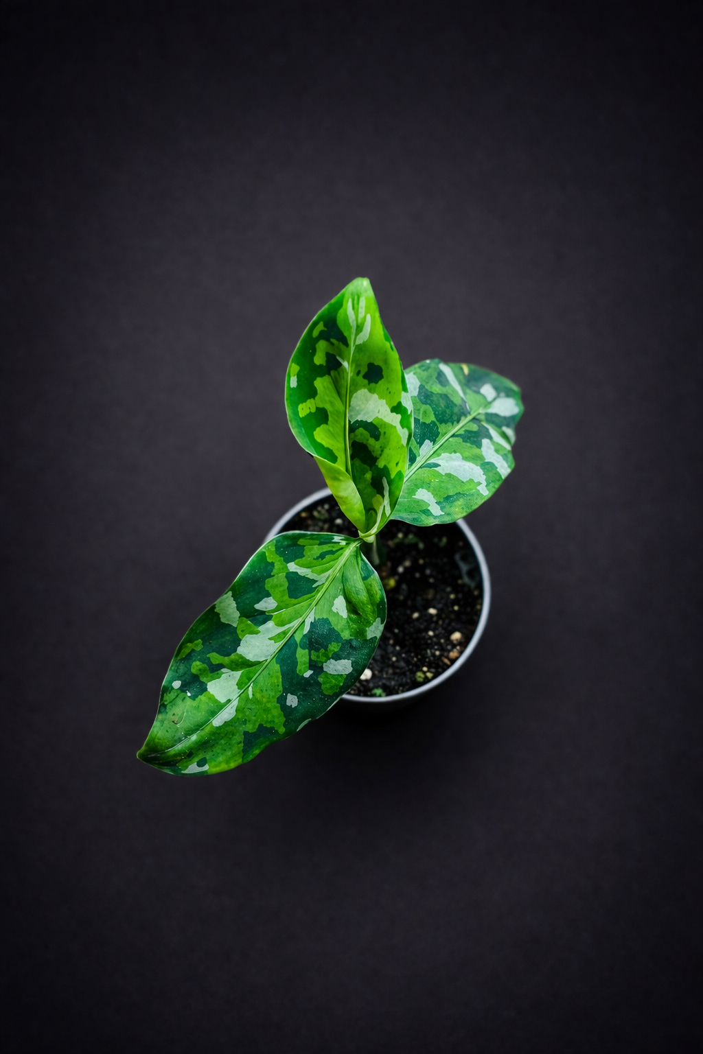 Aglaonema Pictum Tricolor