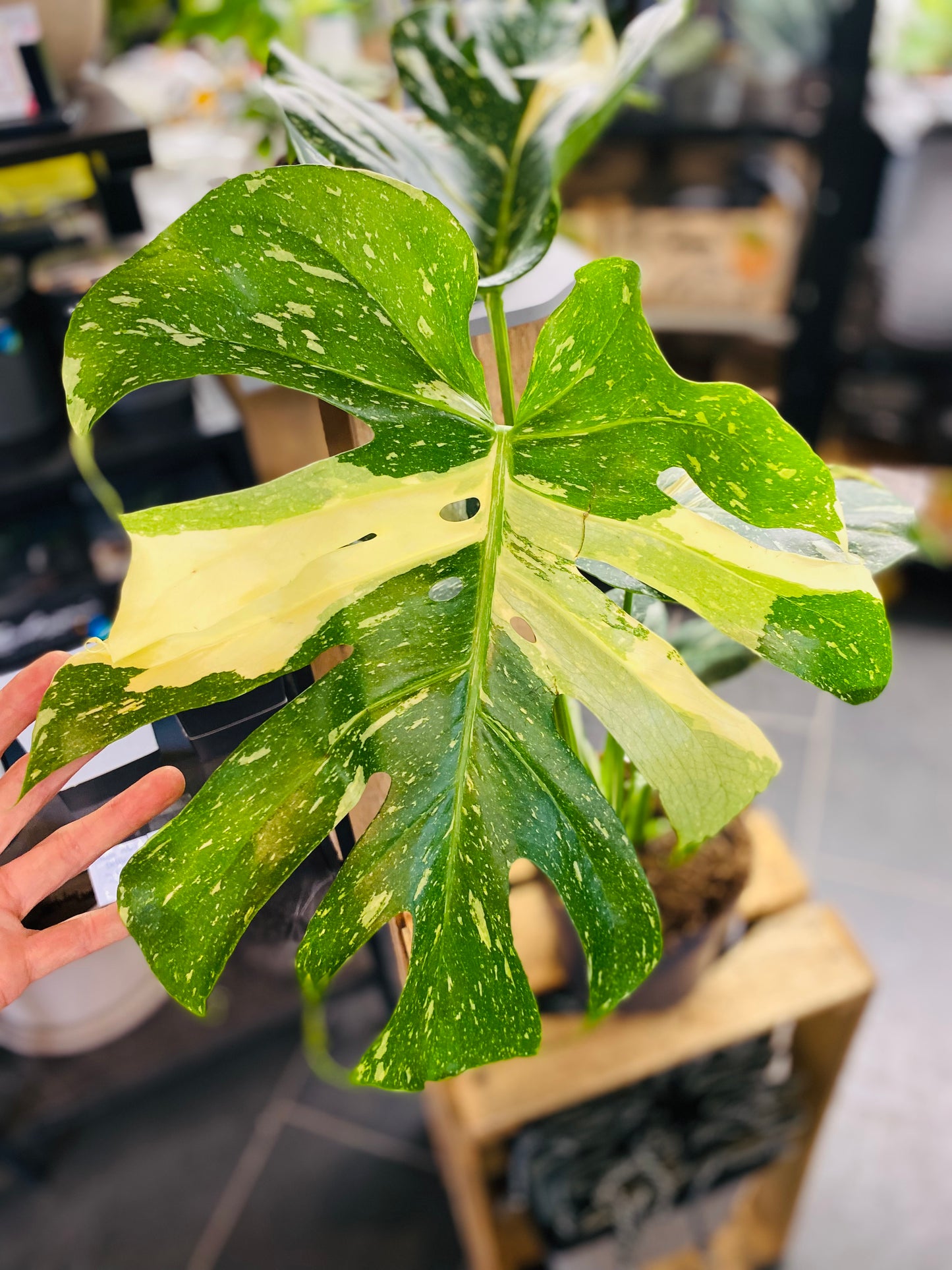Monstera Thai Constellation - 50 cm høy - 3
