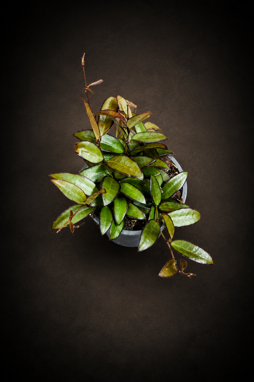Hoya Rosita