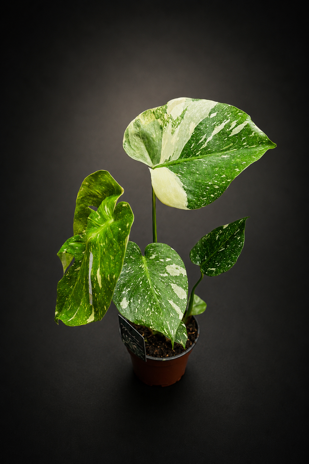 Monstera Thai Constellation - Liten