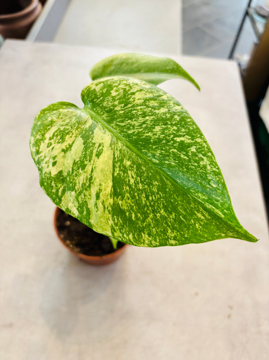 Monstera Mint - 4