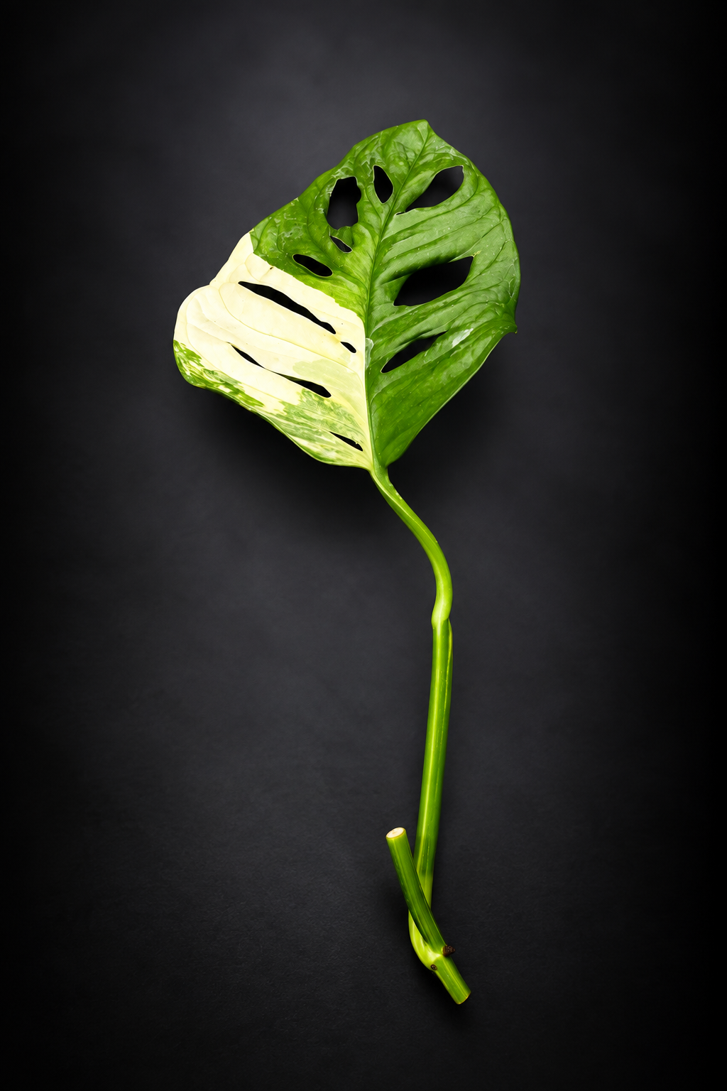 Monstera Adansonii Aurea Variegata - Side stikling