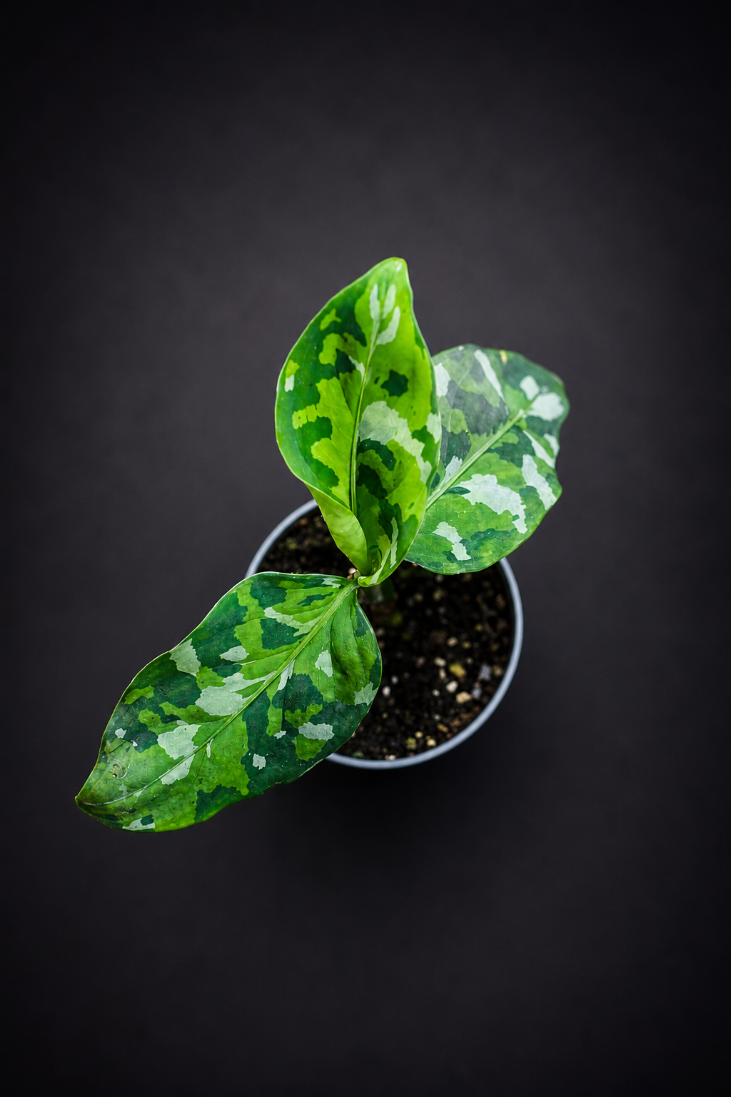 Aglaonema Pictum Tricolor