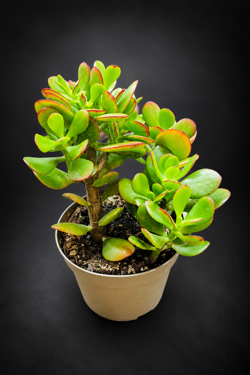 Crassula Ovata Sunset
