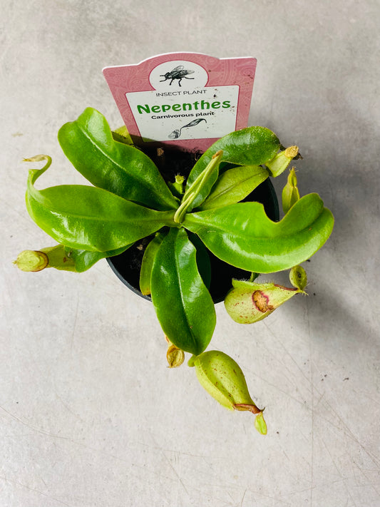 Nepenthes Ampullaria Jack