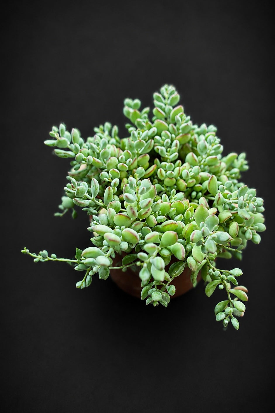 Cotyledon Pendens