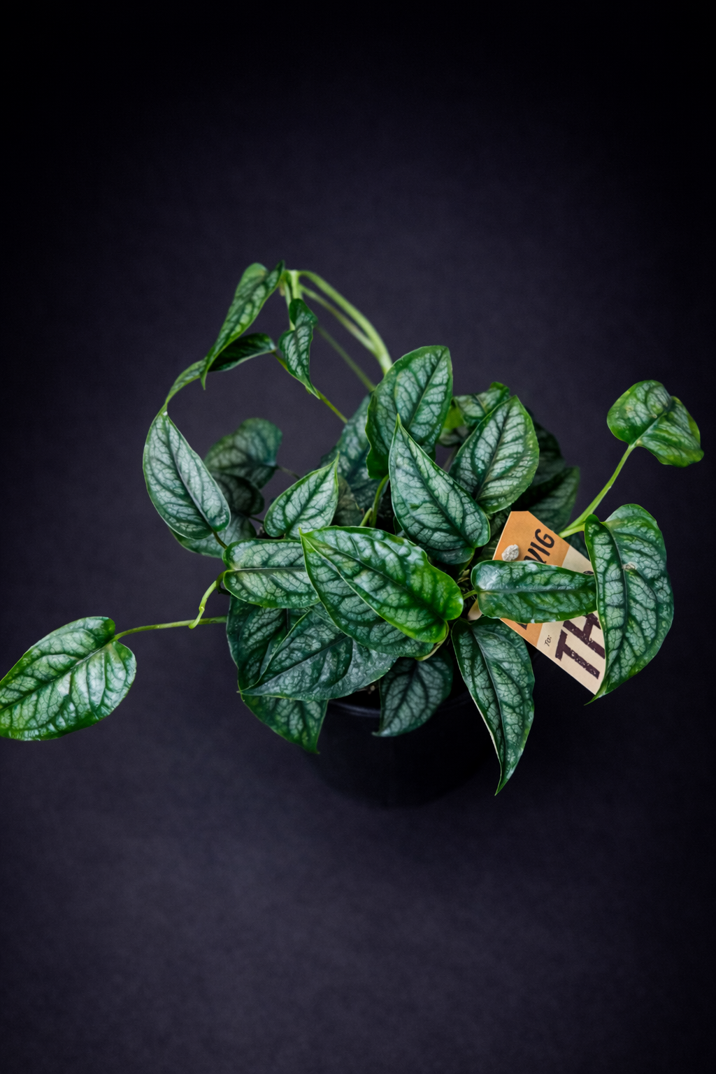 Monstera Siltepecana