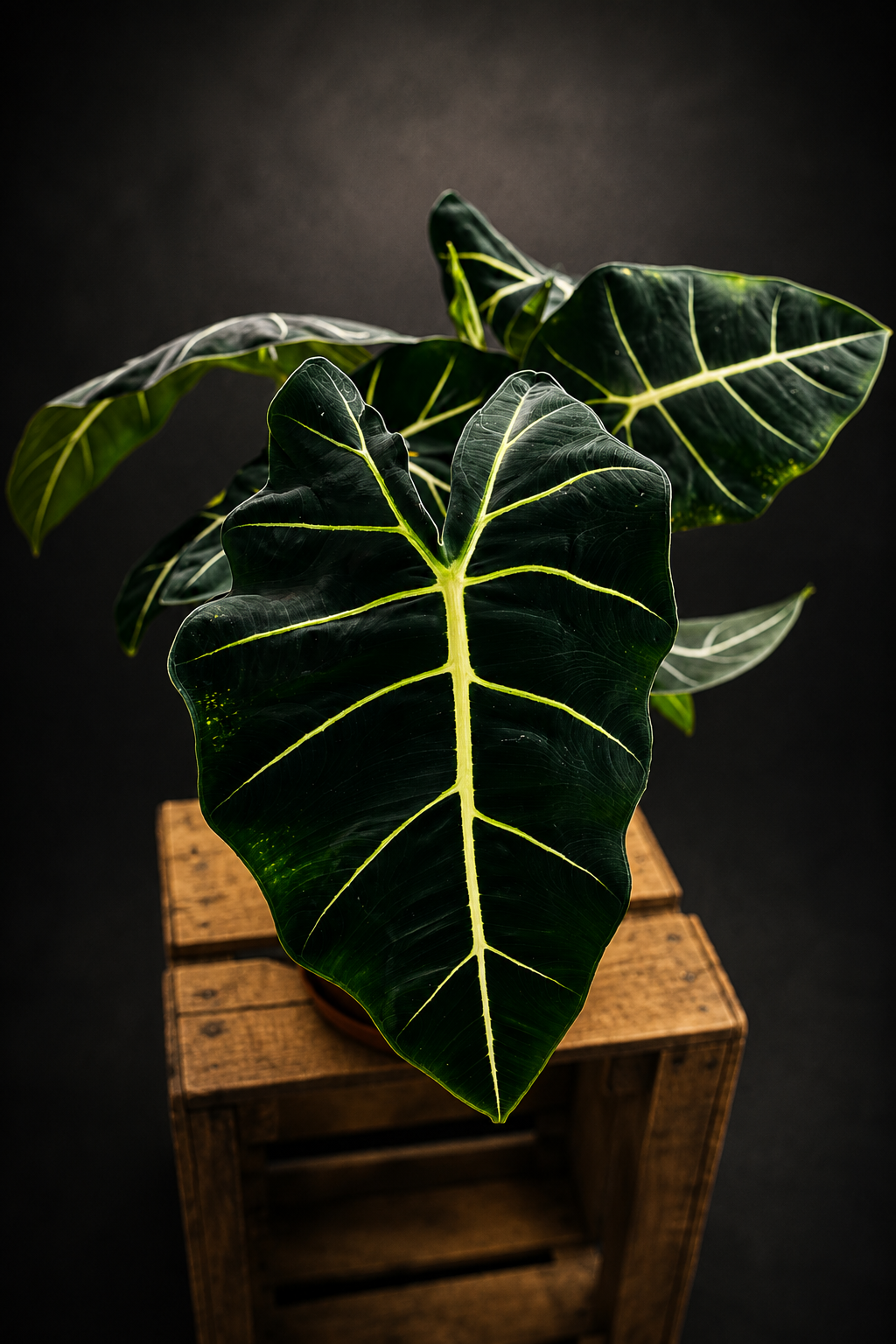 Alocasia Micholitziana "Green Velvet" - Frydek