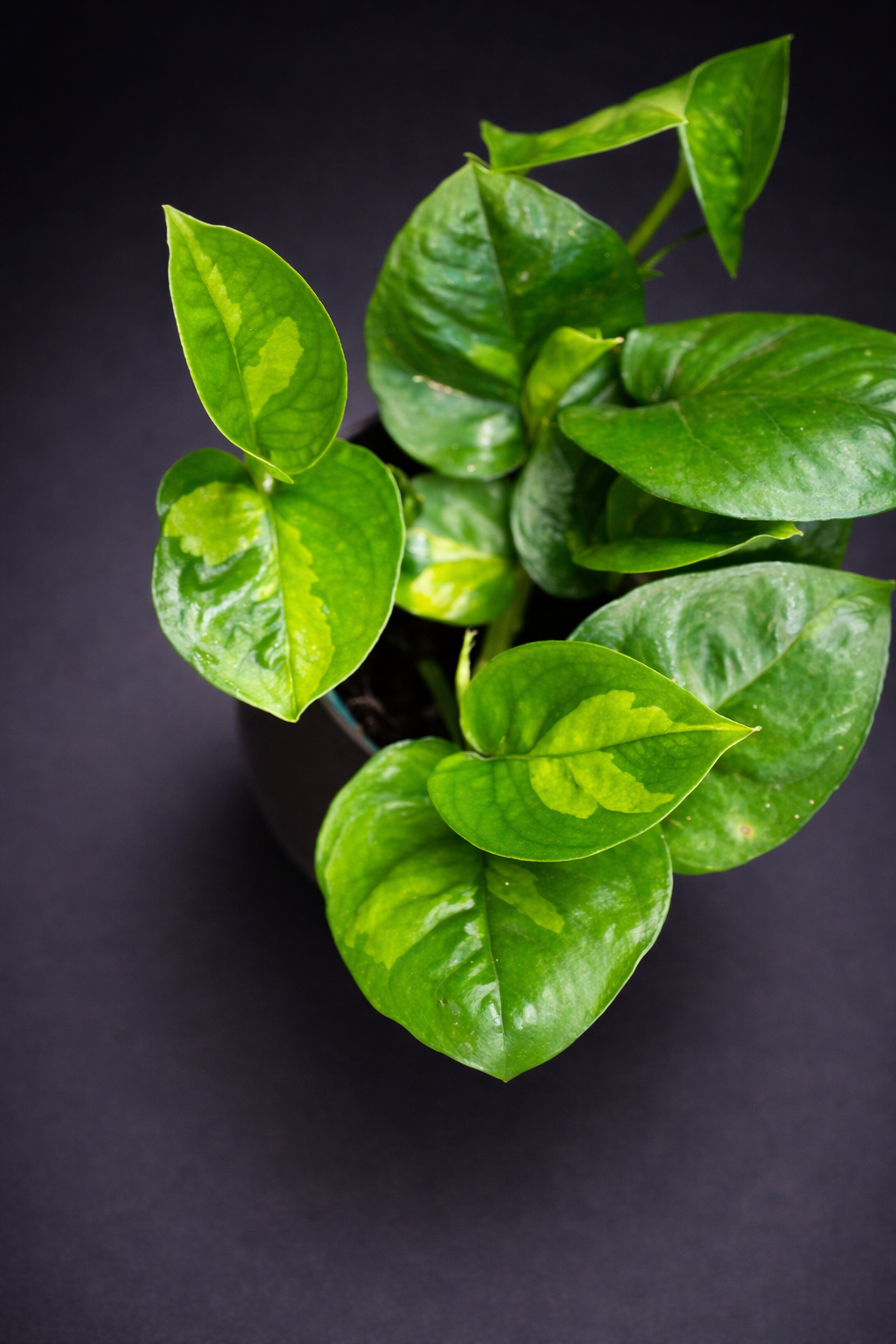 Epipremnum Global Green