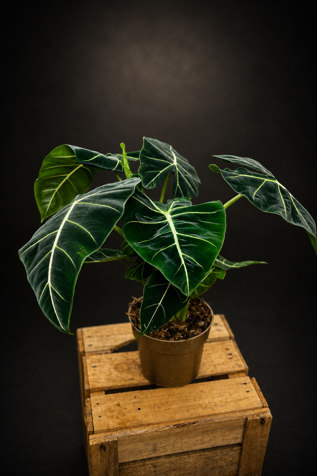 Alocasia Micholitziana "Green Velvet" - Frydek