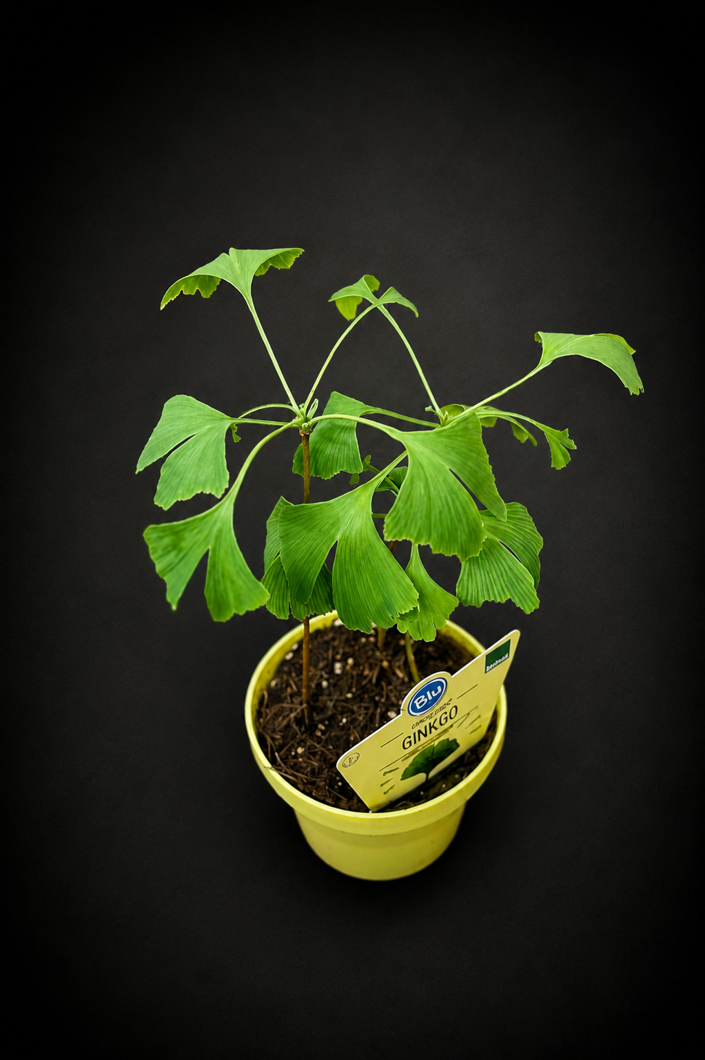Ginkgo Biloba