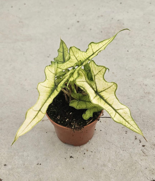 Alocasia Jacklyn Ghost