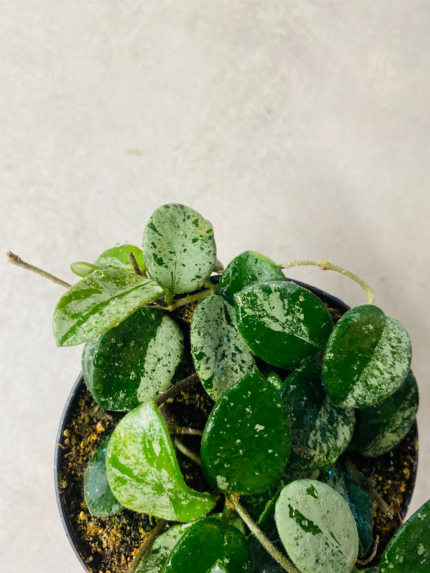 Hoya Mathilde Splash