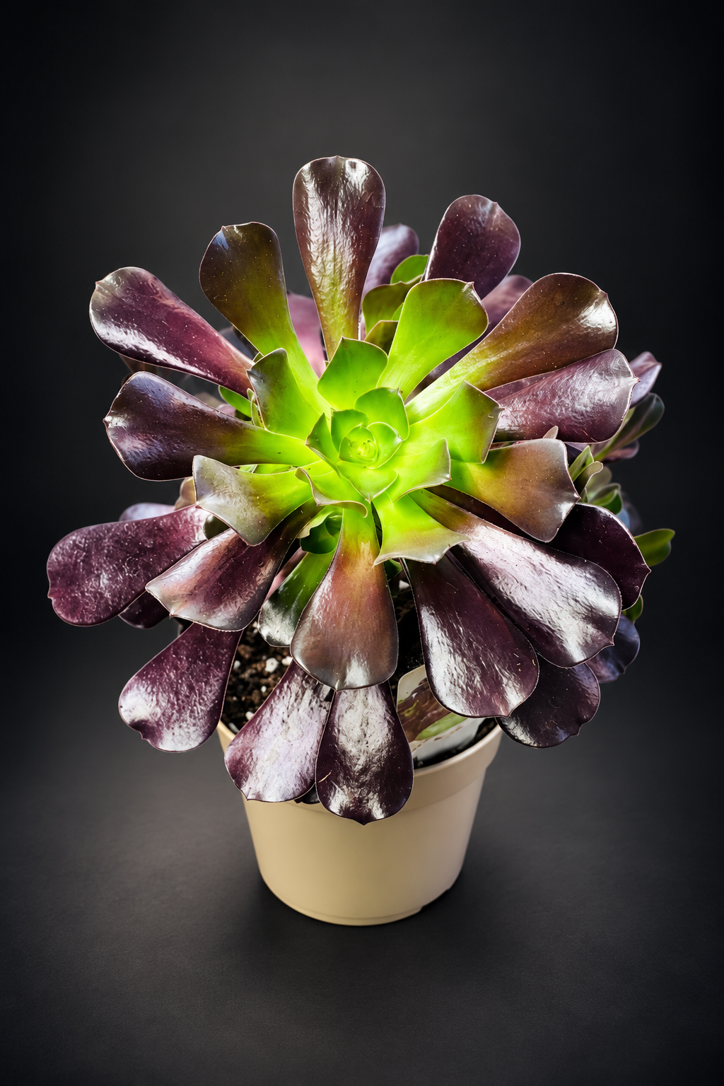 Aeonium Arboreum Velour