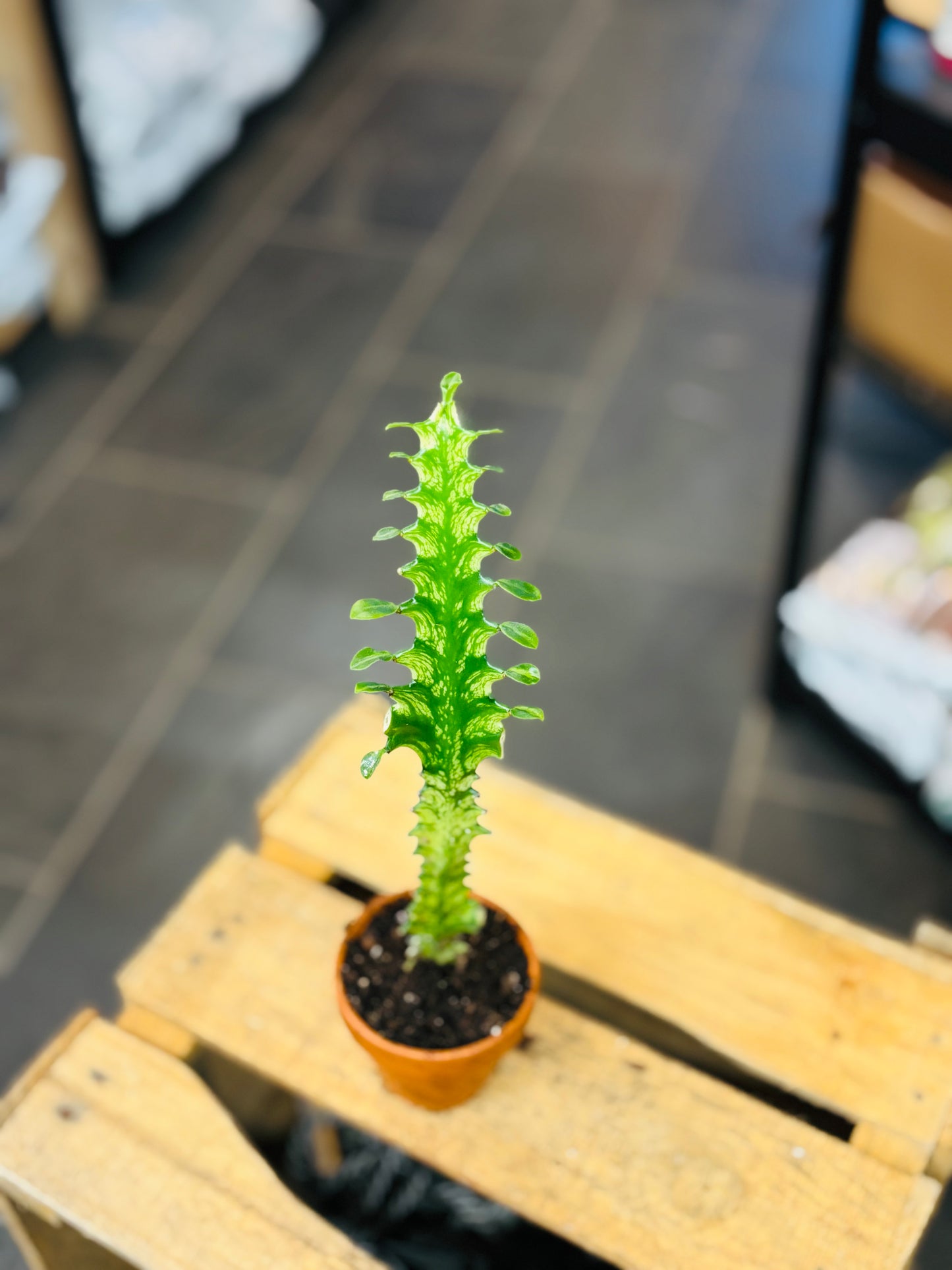 Euphorbia Lactea Variegata