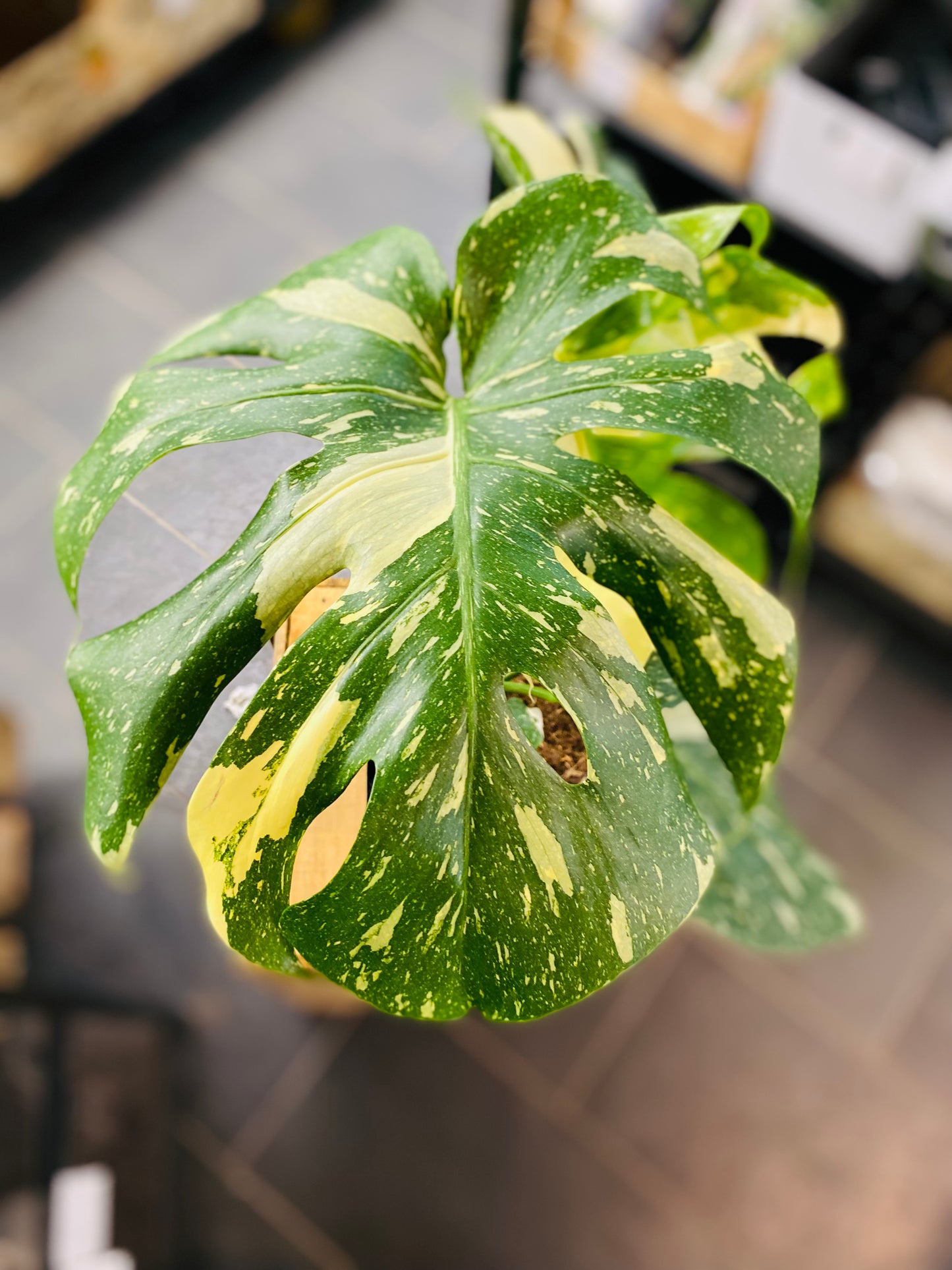 Monstera Thai Constellation - 50 cm høy - 4
