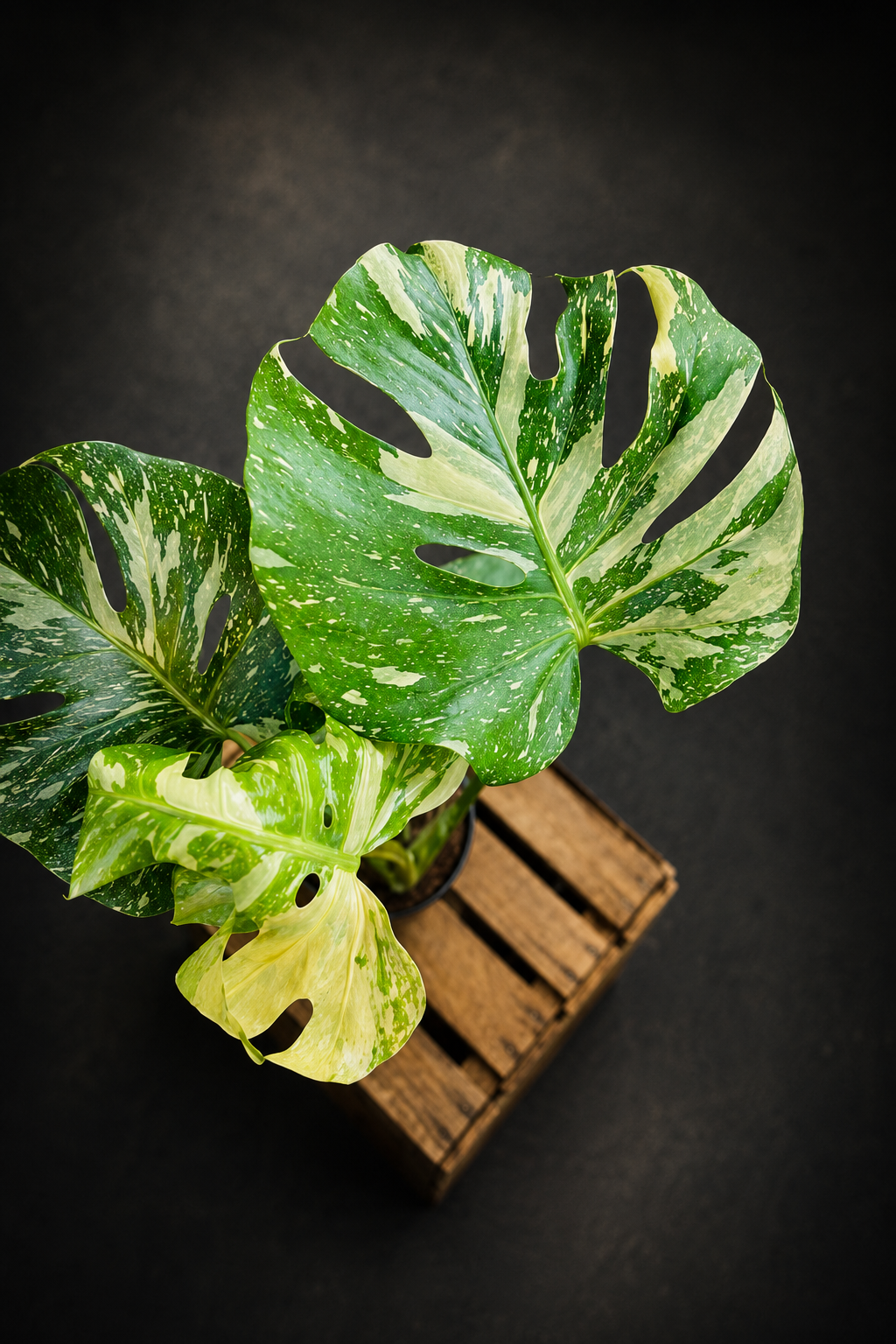 Monstera Thai Constellation - 5